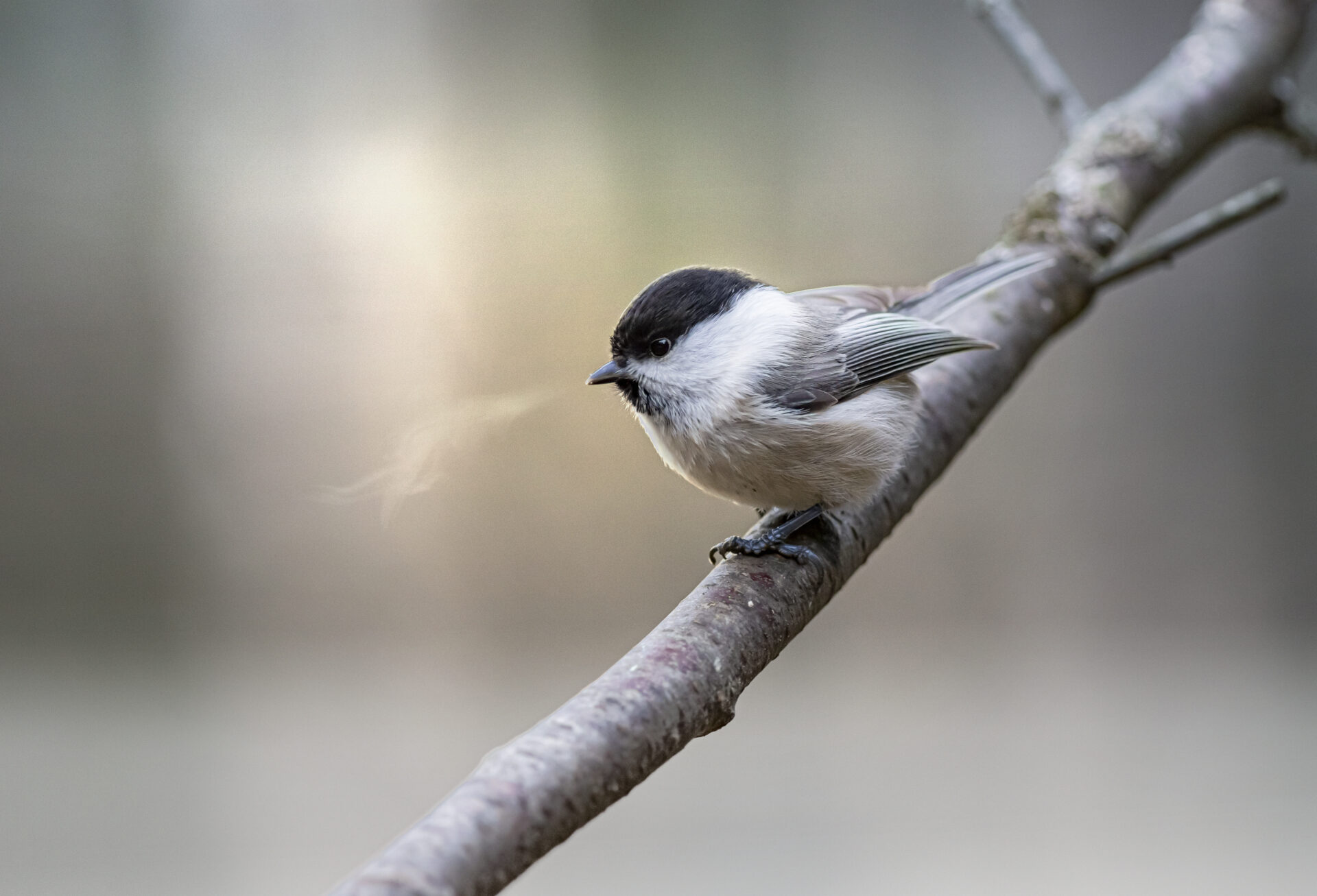Willow Tit (Poecile montanus)