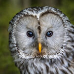 Ural owl (Strix uralensis)