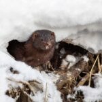 American mink (Neovison vison)
