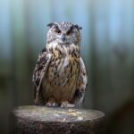 Eurasian eagle-owl (Bubo bubo)