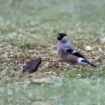 Eurasian bullfinch (Pyrrhula pyrrhula)