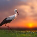 White Stork (Ciconia ciconia)