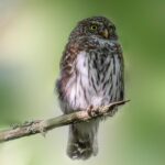 Eurasian pygmy owl (Glaucidium passerinum)