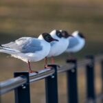 Black-headed gull (Larus ridibundus)
