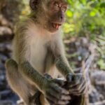 Crab-eating macaque (Macaca fascicularis)
