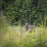 Elk, Moose ( Alces alces )