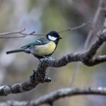 Great tit (Parus major)