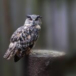 Eurasian eagle-owl (Bubo bubo)