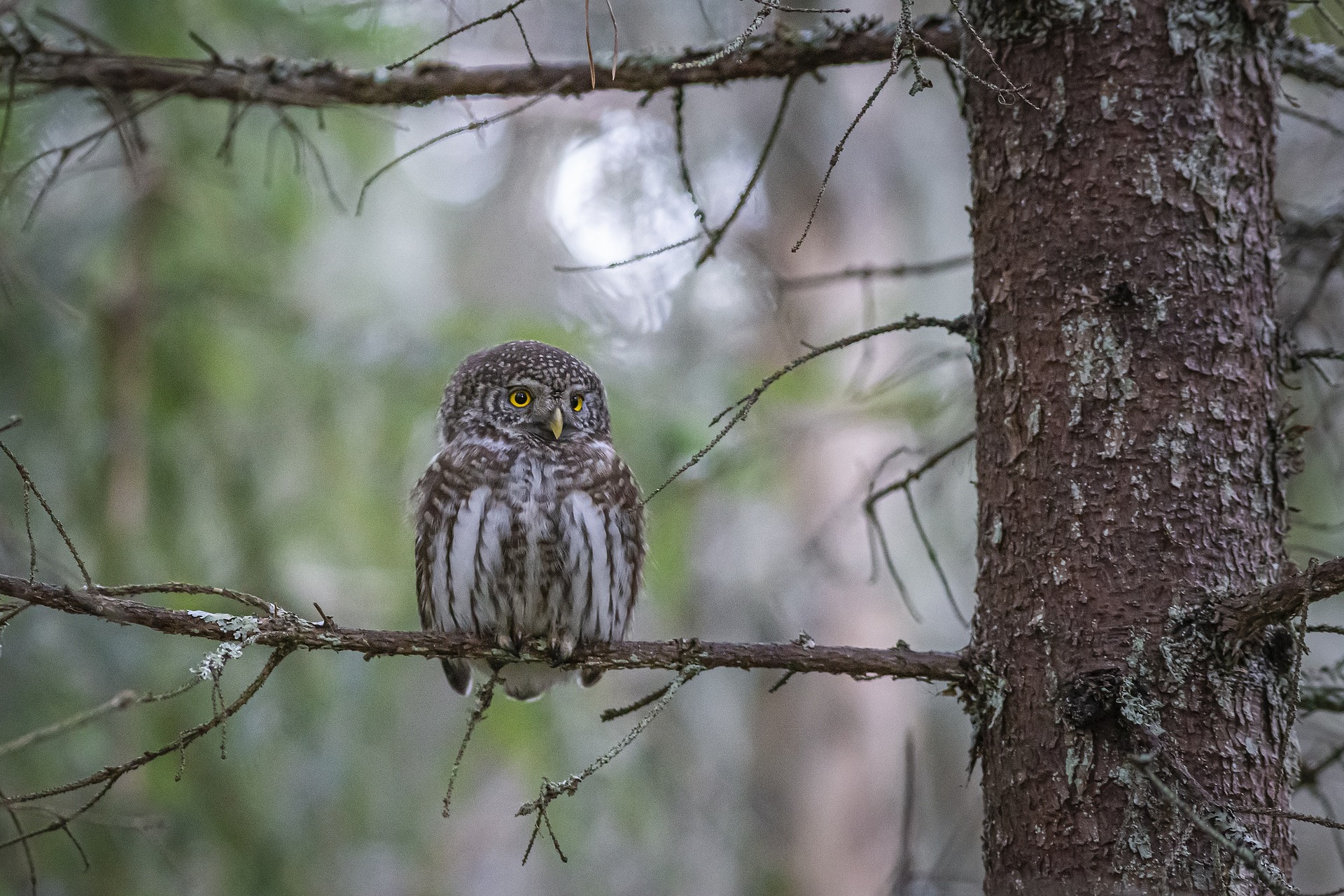 Eurasian pygmy owl (Glaucidium passerinum)