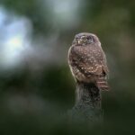 Eurasian pygmy owl (Glaucidium passerinum)