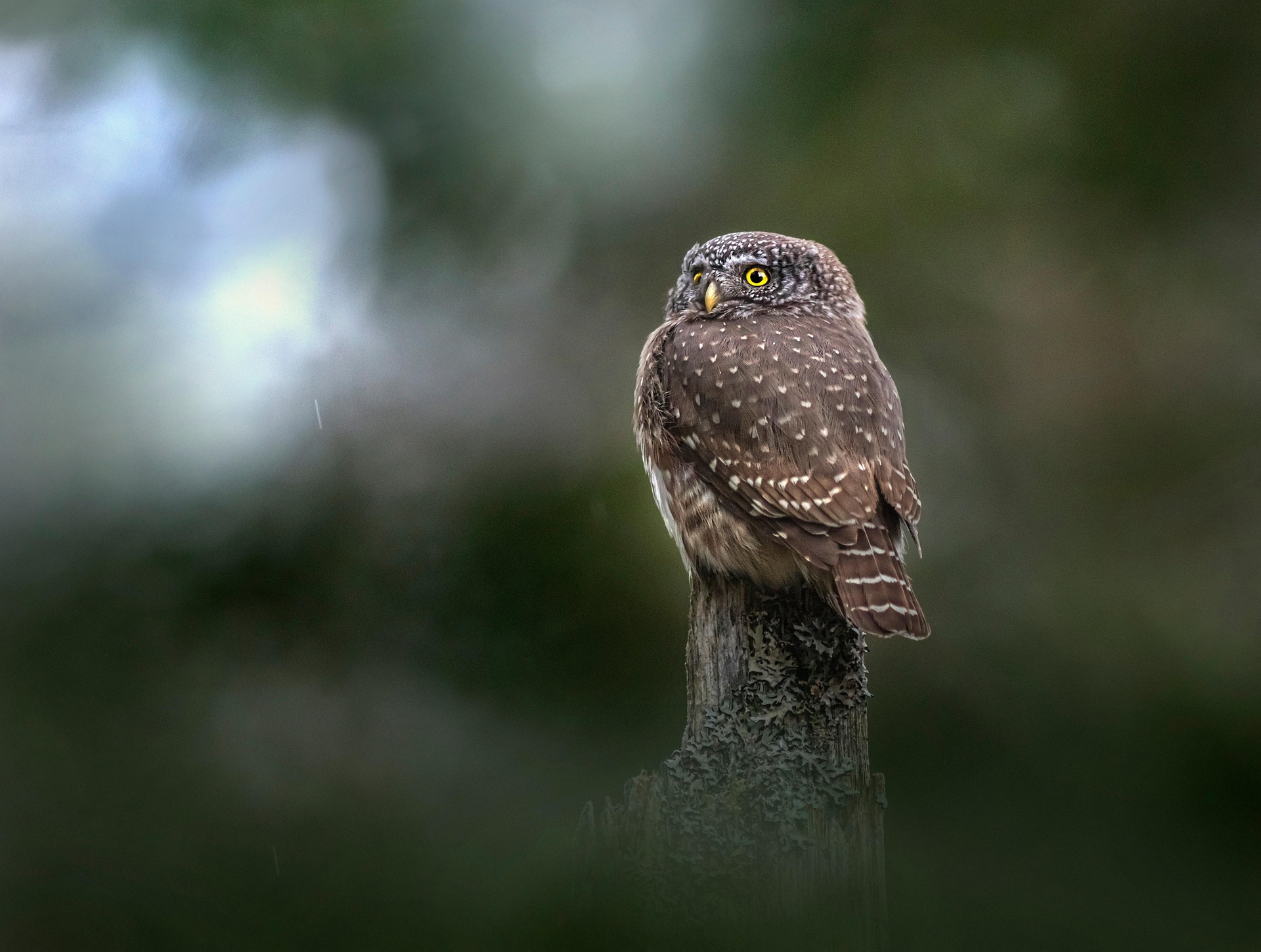 Eurasian pygmy owl (Glaucidium passerinum)
