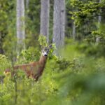 European roe deer (Capreolus capreolus)