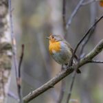 European robin (Erithacus rubecula)