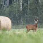 European roe deer (Capreolus capreolus)