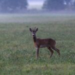 European roe deer (Capreolus capreolus)