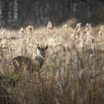 European roe deer (Capreolus capreolus)