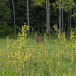 European roe deer (Capreolus capreolus)