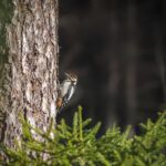 Great Spotted Woodpecker (Dendrocopos major)