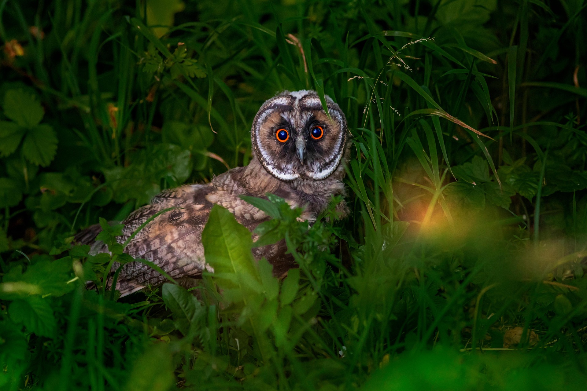 Long-eared Owl (Asio otus)