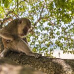 Crab-eating macaque (Macaca fascicularis)