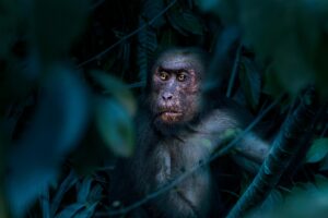 Stump-tailed Macaque (Macaca arctoides)