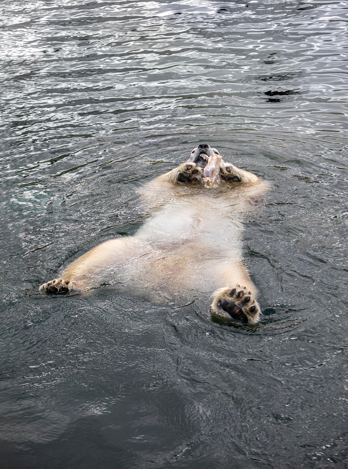 Polar Bear (Ursus maritimus)
