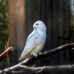 Snowy owl (Bubo scandiacus)