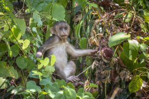 Stump-tailed Macaque (Macaca arctoides)