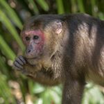 Stump-tailed Macaque (Macaca arctoides)