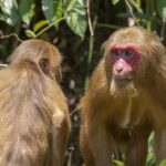 Stump-tailed Macaque (Macaca arctoides)