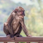 Stump-tailed Macaque (Macaca arctoides)