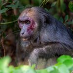 Stump-tailed Macaque (Macaca arctoides)