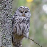 Ural owl (Strix uralensis)