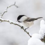 Willow Tit (Poecile montanus)