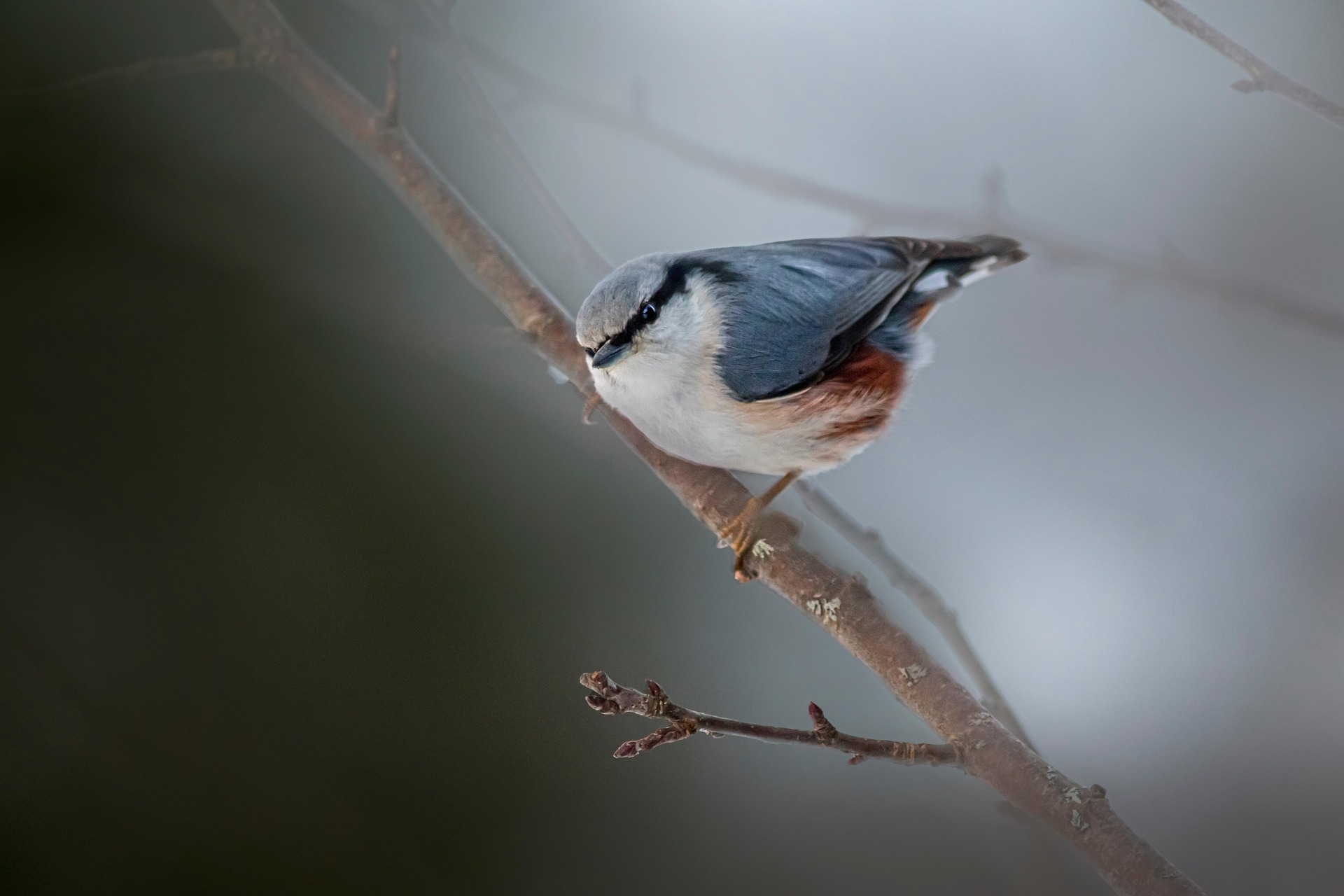 Eurasian Nuthatch (Sitta europaea)