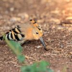 Eurasian hoopoe (Upupa epops)