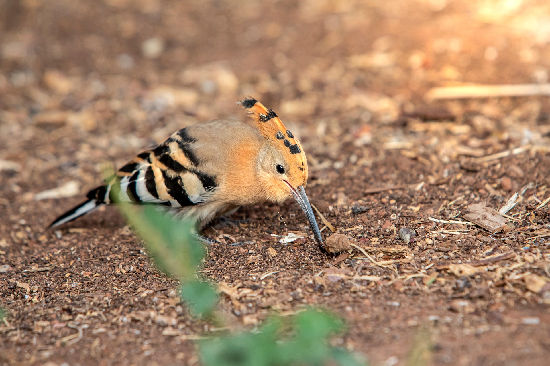 Eurasian hoopoe (Upupa epops)