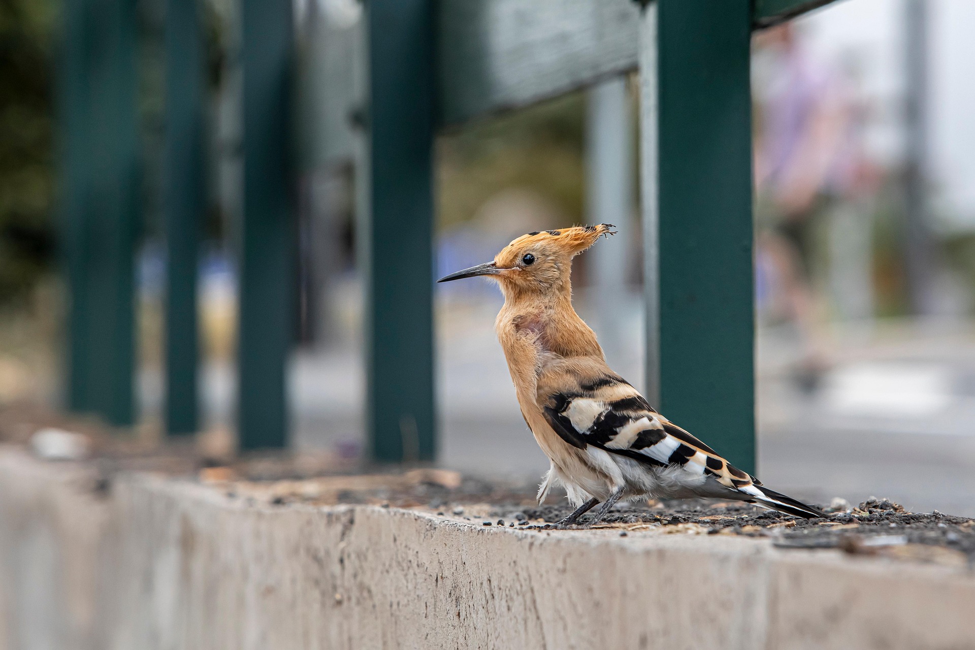 Eurasian hoopoe (Upupa epops)