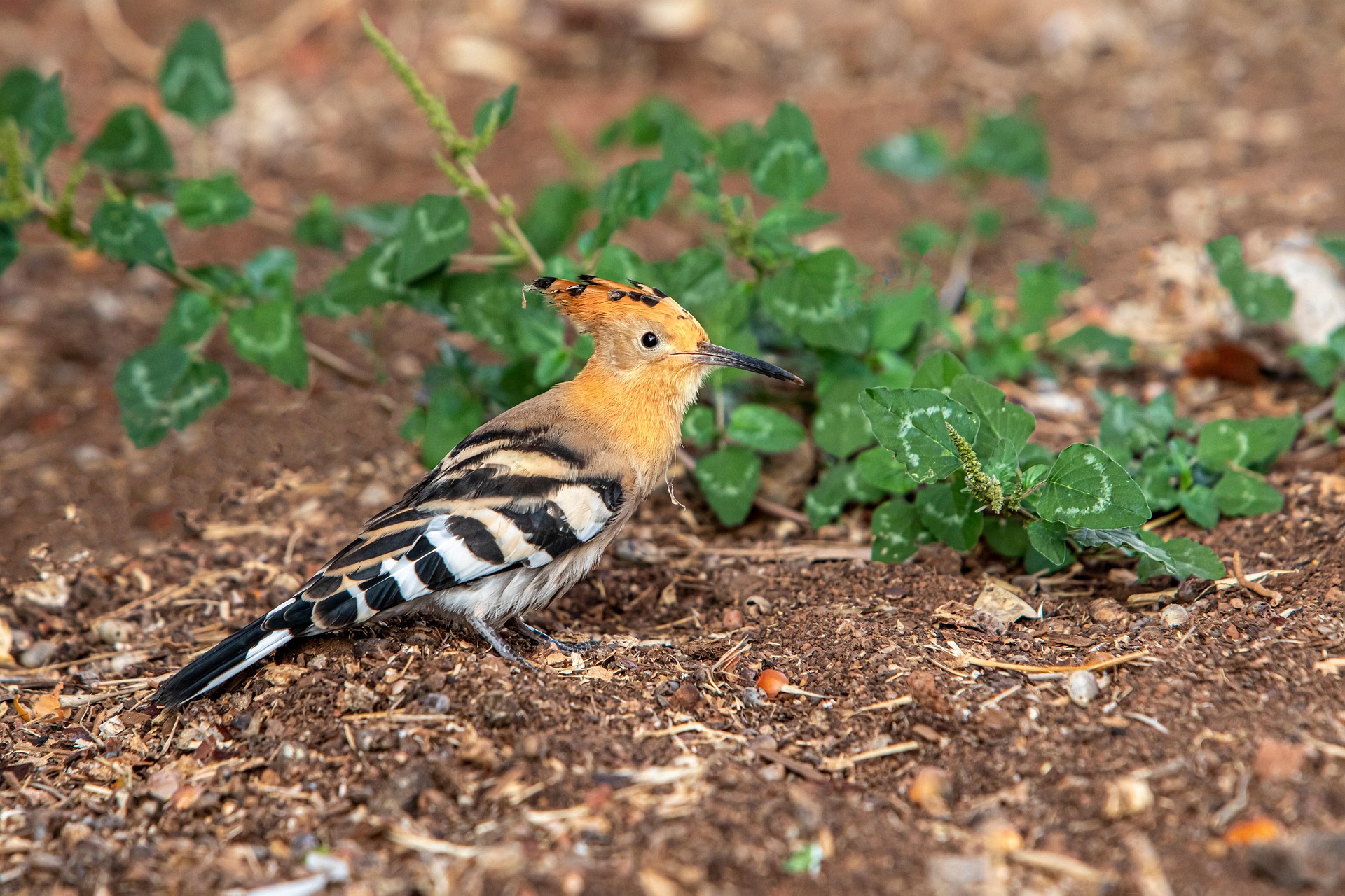 Eurasian hoopoe (Upupa epops)