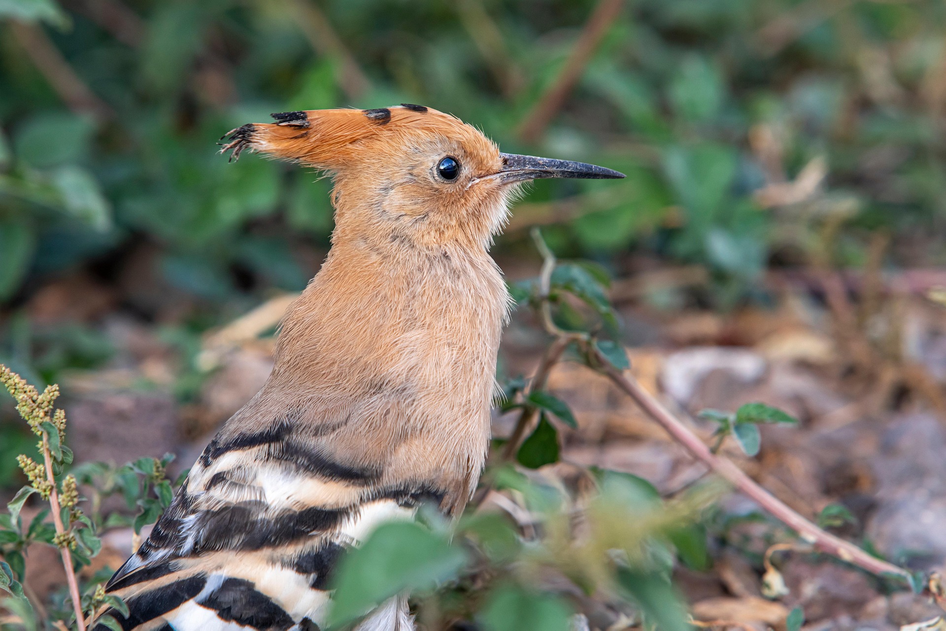 Eurasian hoopoe (Upupa epops)