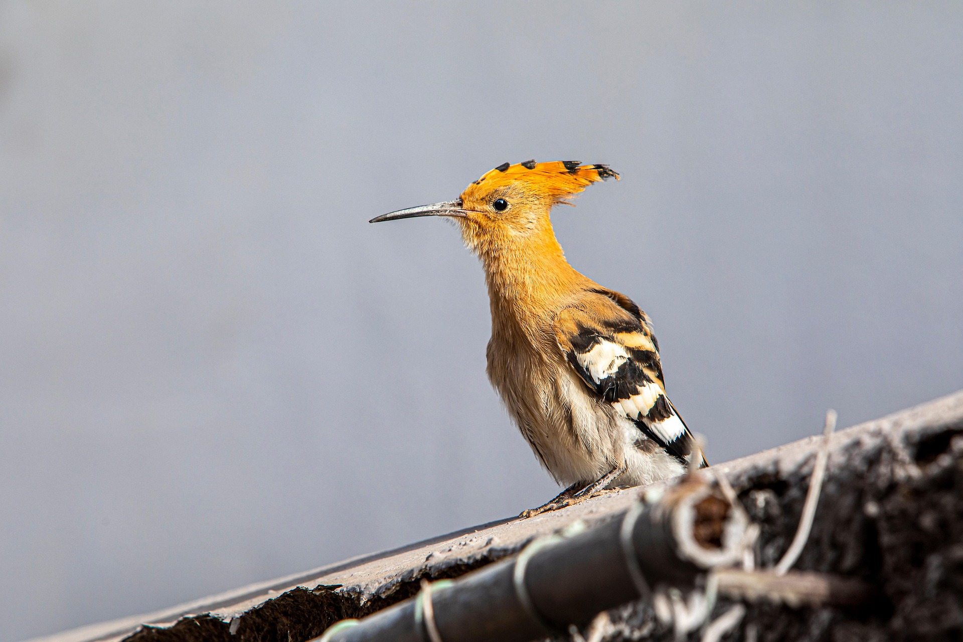 Eurasian hoopoe (Upupa epops)