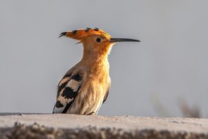 Eurasian hoopoe (Upupa epops)