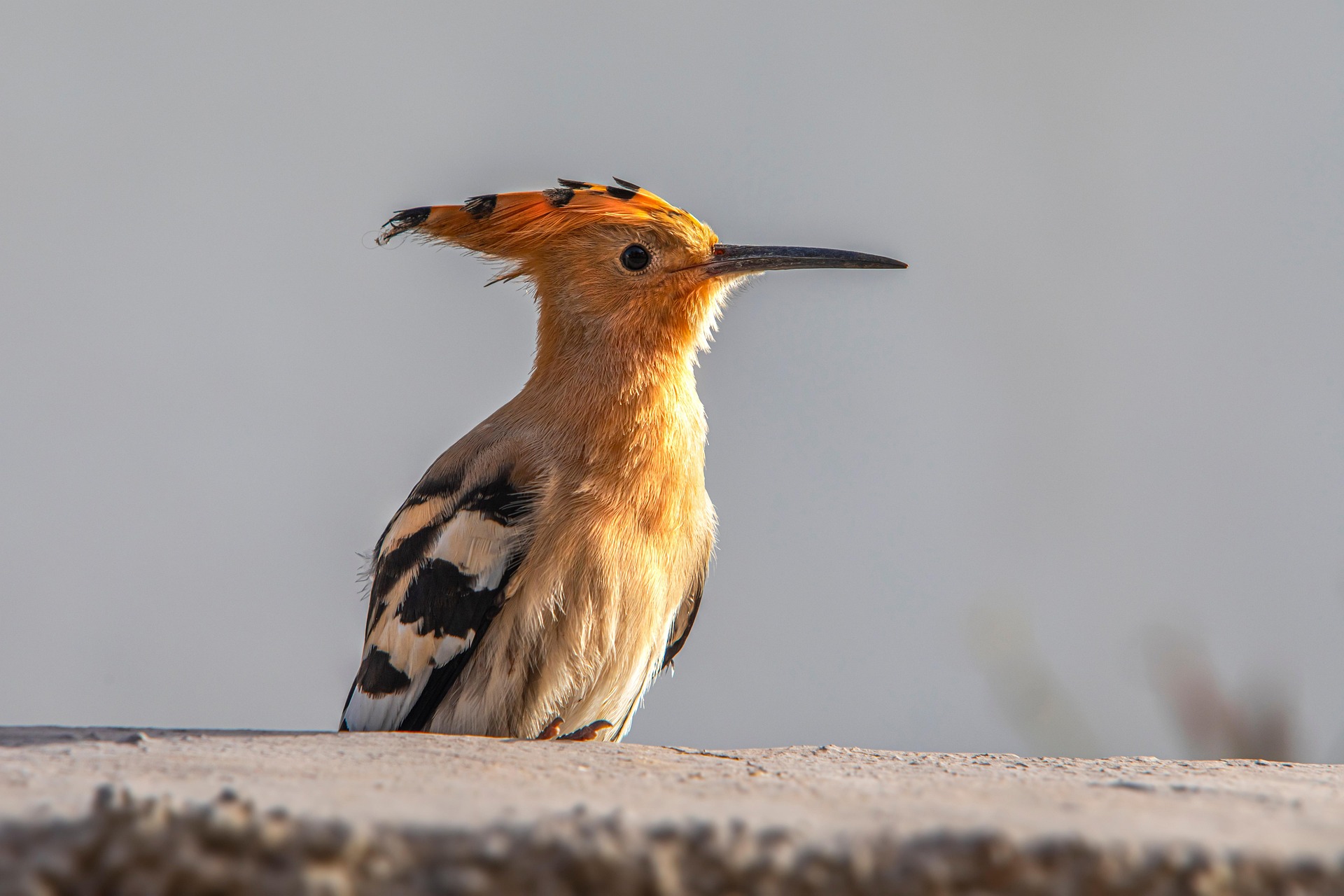 Eurasian hoopoe (Upupa epops)