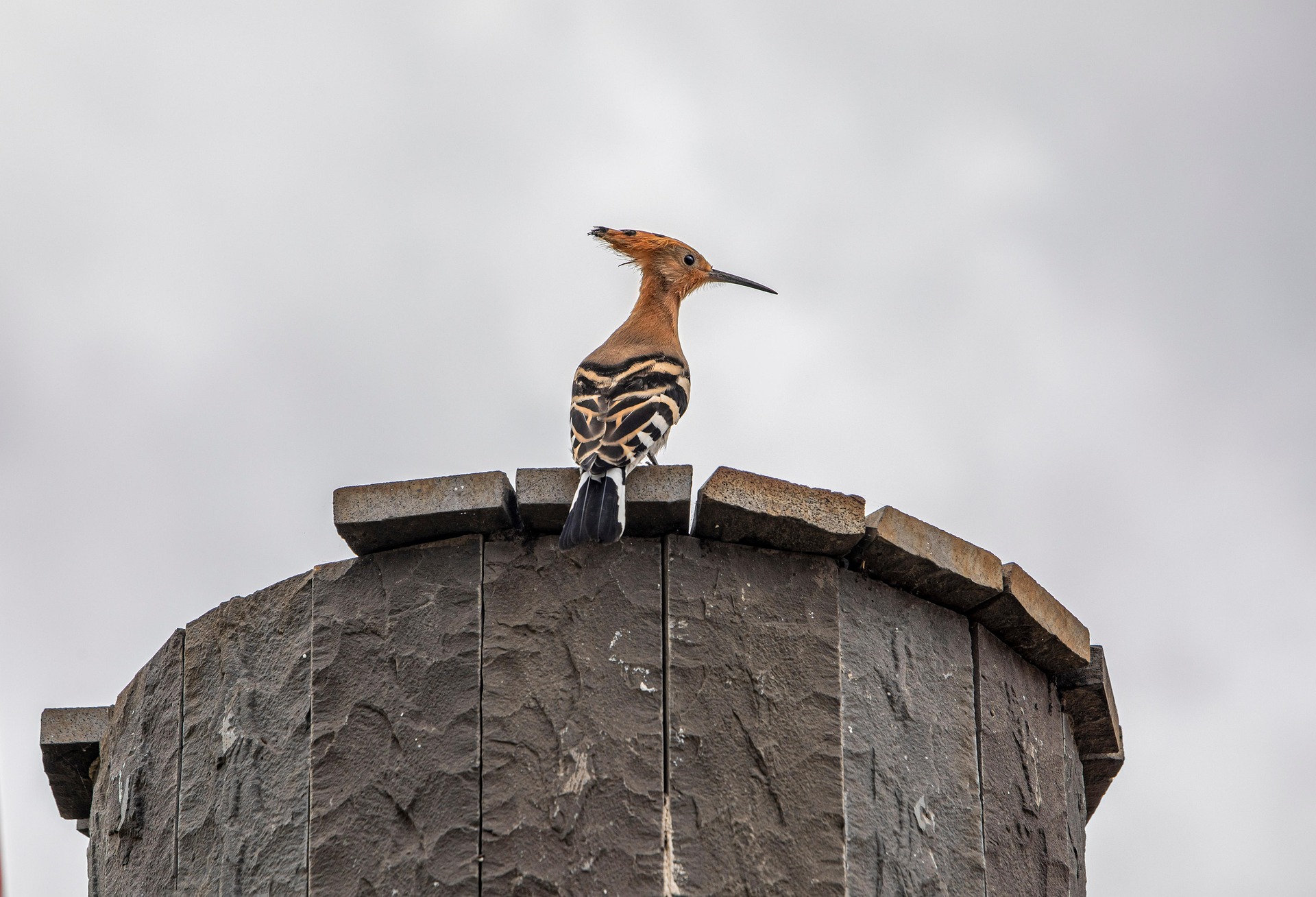 Eurasian hoopoe (Upupa epops)
