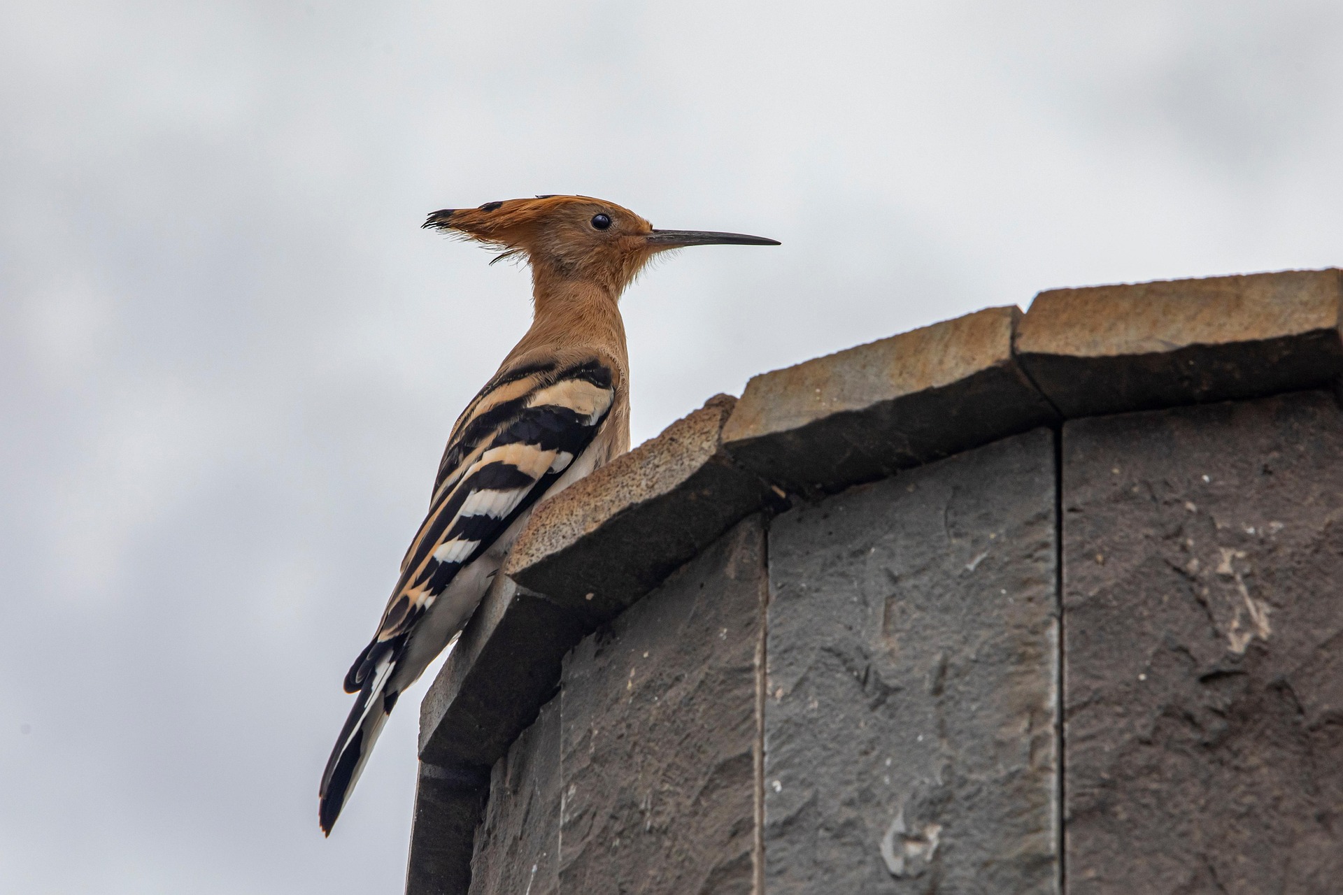 Eurasian hoopoe (Upupa epops)
