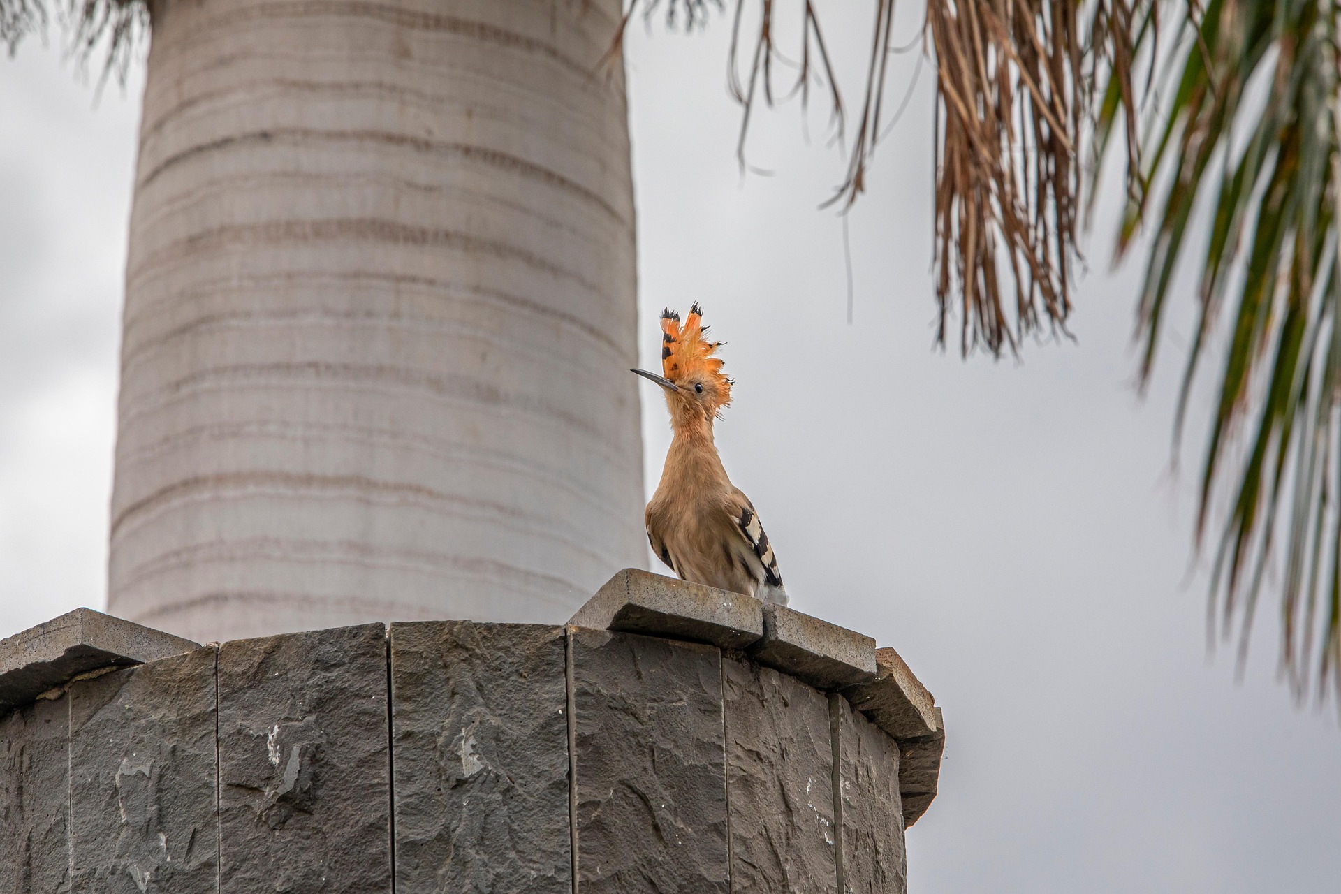 Eurasian hoopoe (Upupa epops)