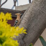 Eurasian hoopoe (Upupa epops)