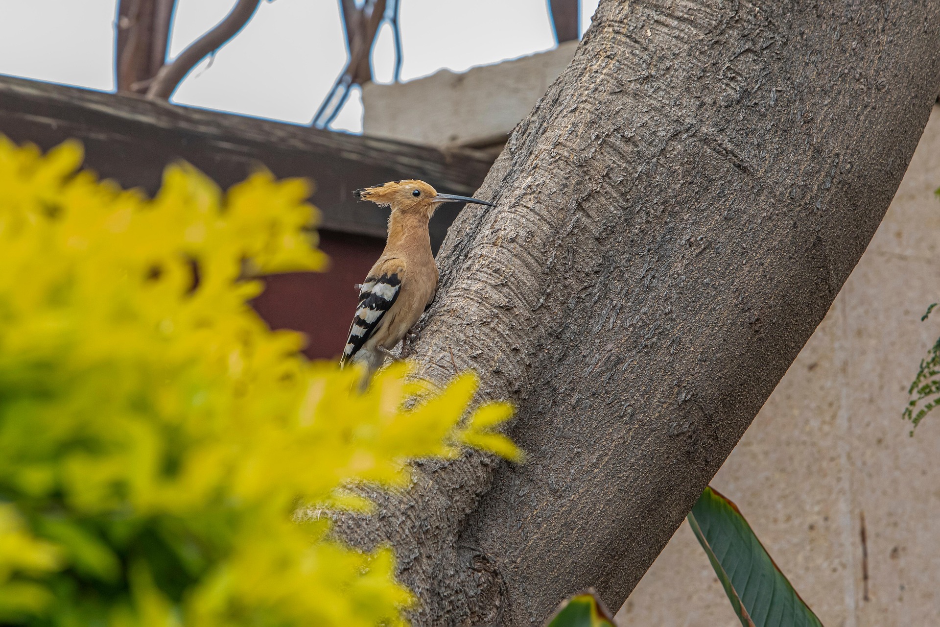 Eurasian hoopoe (Upupa epops)