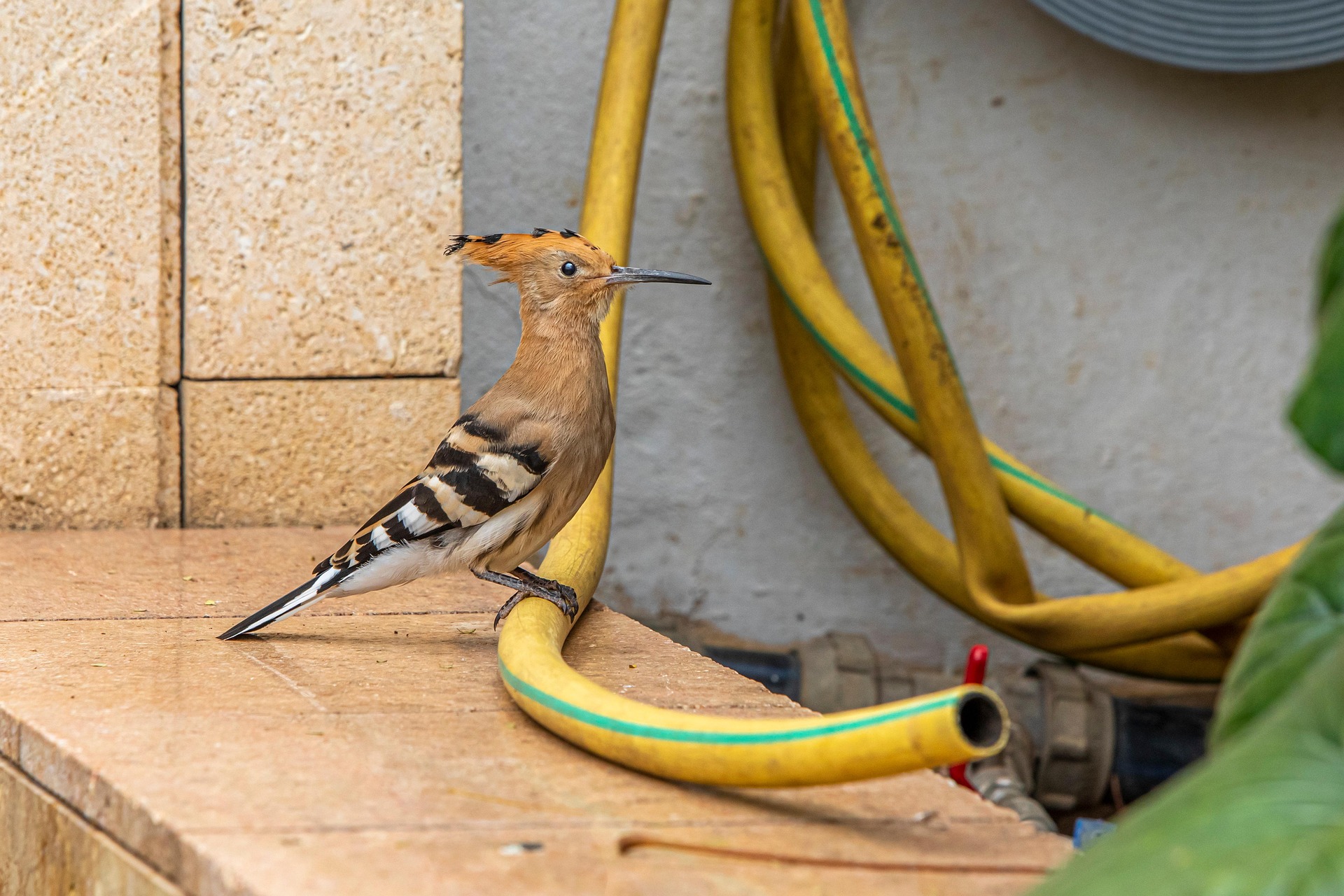 Eurasian hoopoe (Upupa epops)