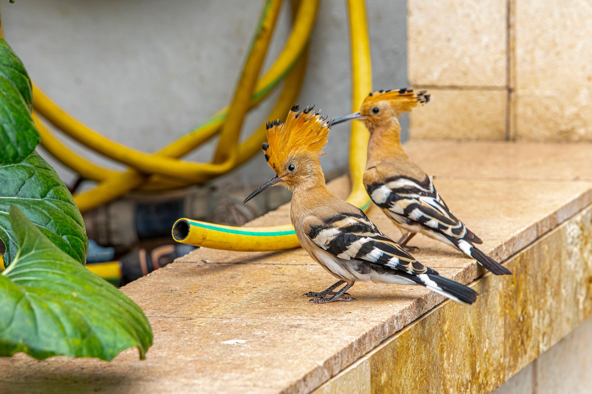 Eurasian hoopoe (Upupa epops)